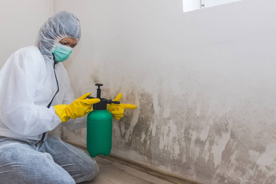 Emergency Packout A Key Step in Mold Removal